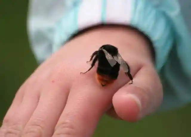 Медовый спас. Что делать если укусила пчела?