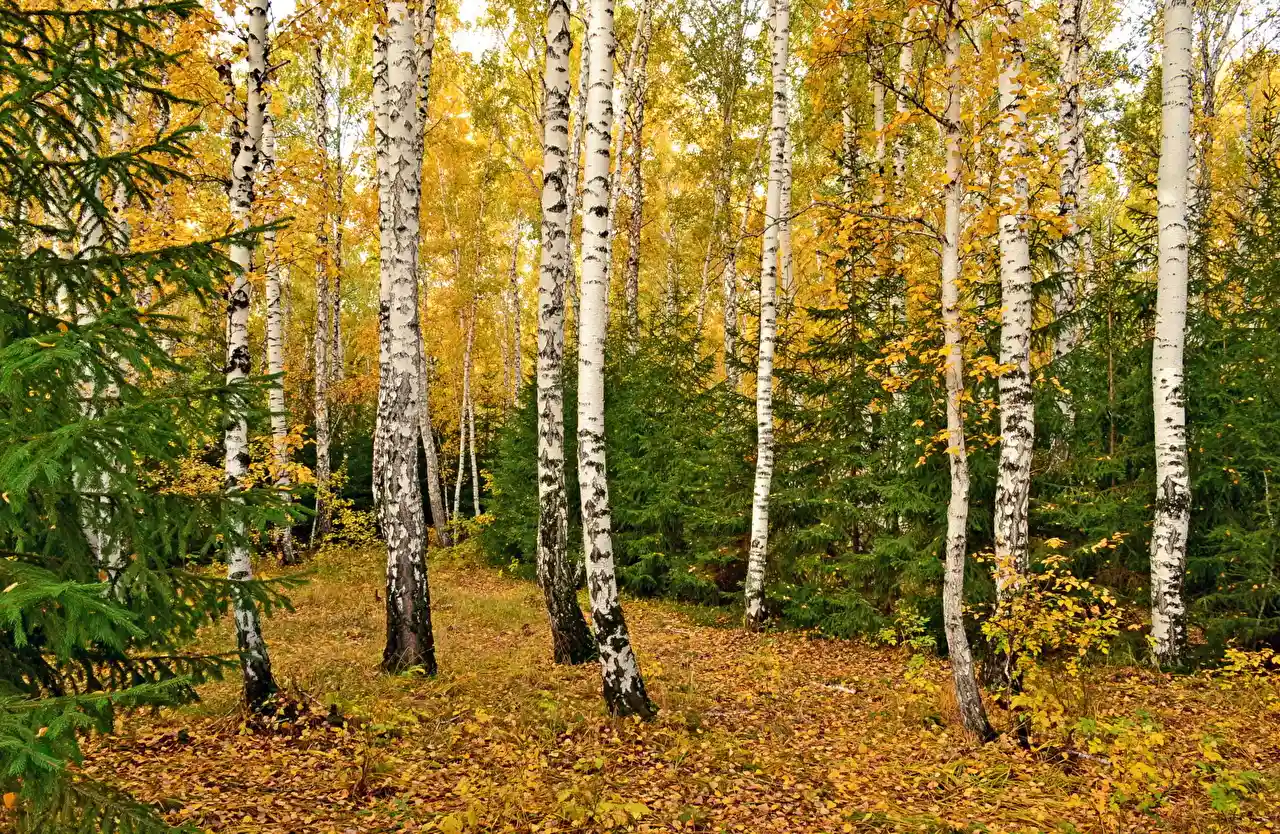 Как не заблудиться в лесу: определяем работающие способы