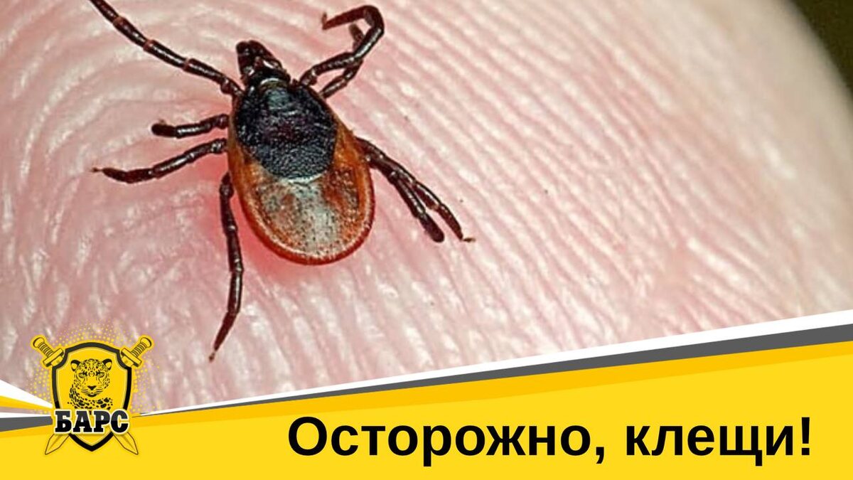 Как защититься от клещей? 