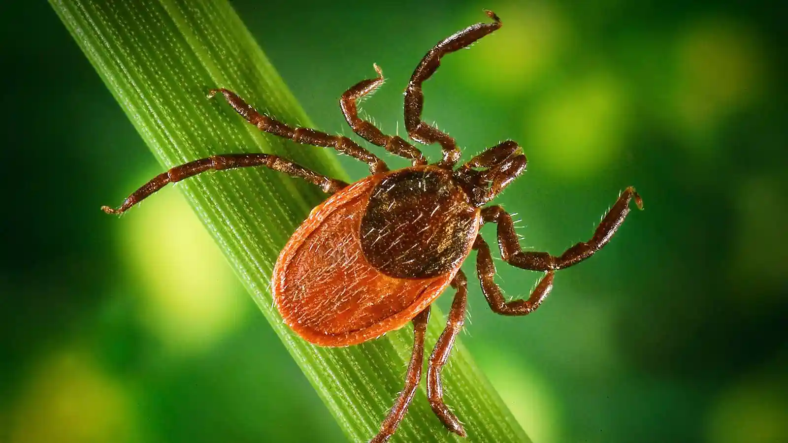 Всё, что нужно знать про клещей