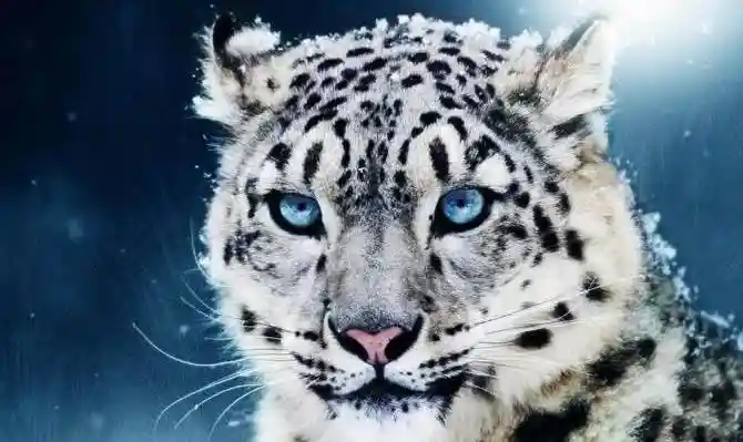 23 октября - Международный день барса 