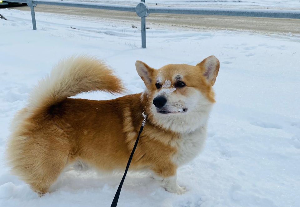 «У вас есть собственная квартира – вот там и гуляйте!» Правила выгула собак