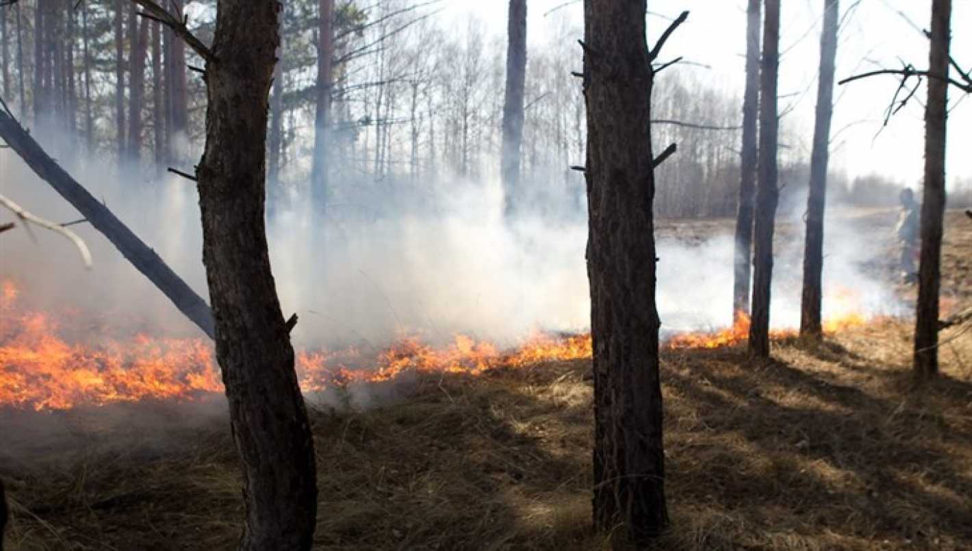 Чем опасен дым от лесных пожаров?